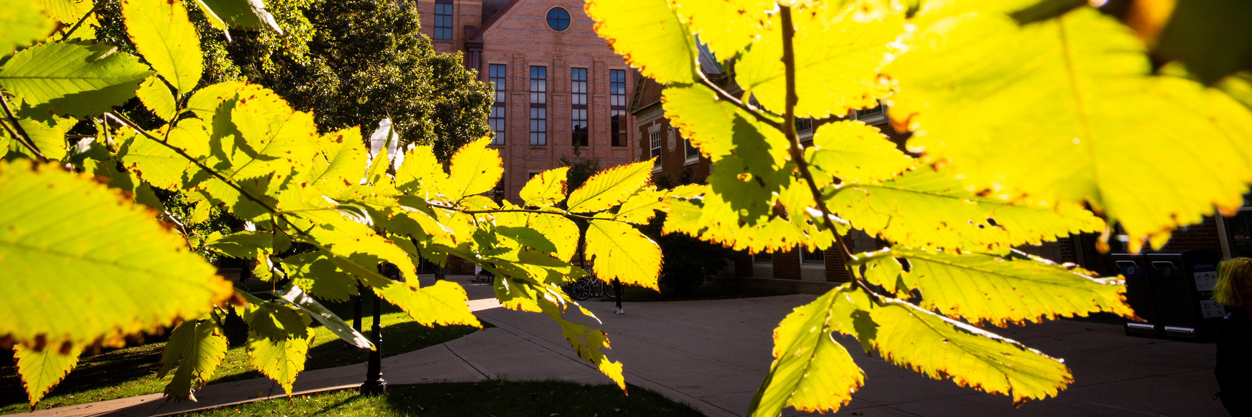 tree on quad