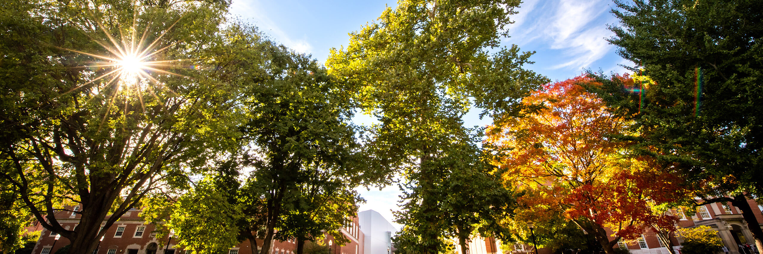 tree on quad