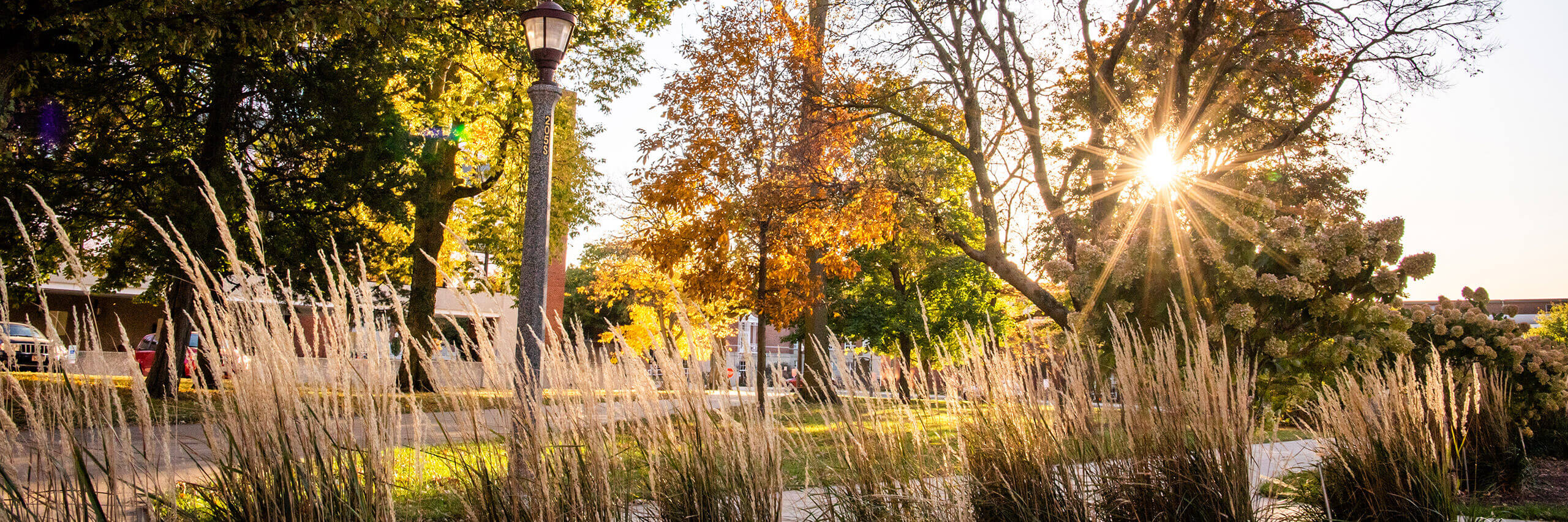 A sunset behind some trees at the ISU Quad